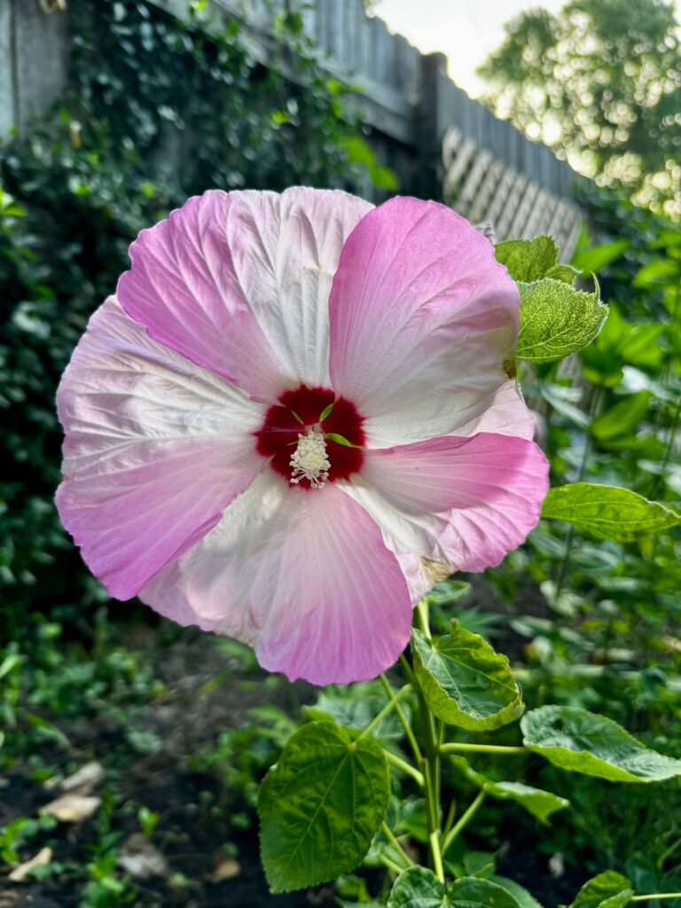 Flower outside