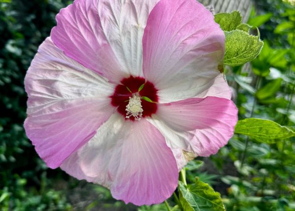 Flower outside