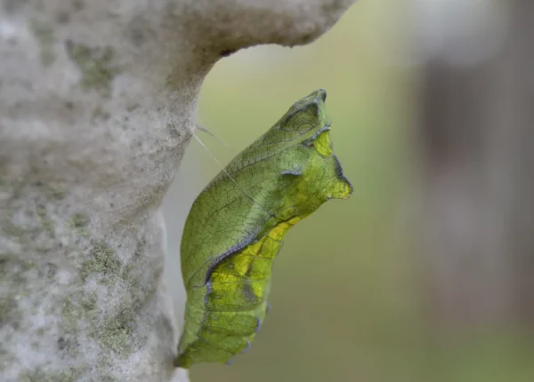 chrysalis-655526-e1527904972326